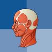 Human anatomy आइकन