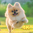 APK Cute Dog Wallpaper