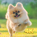 Cute Dog Wallpaper APK