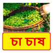 চা চাষ ~ Tea Cultivation