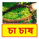 চা চাষ ~ Tea Cultivation APK