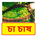 চা চাষ ~ Tea Cultivation