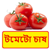 টমেটো চাষ ~ Tomato Cultivation