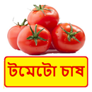 টমেটো চাষ ~ Tomato Cultivation APK