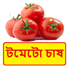 টমেটো চাষ ~ Tomato Cultivation иконка