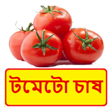 টমেটো চাষ ~ Tomato Cultivation icon