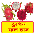 ড্রাগন ফল চাষের পদ্ধতি