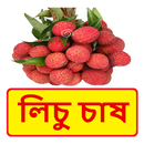 লিচু চাষ ~ Litchi Cultivation APK