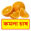 কমলা চাষ ~ Orange Cultivation