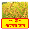 আউশ ধানের চাষের সঠিক পদ্ধতি