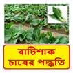 বাটিশাকের চাষের পদ্ধতি