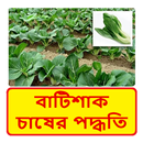 বাটিশাকের চাষের পদ্ধতি APK
