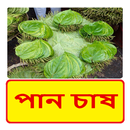 পান চাষ~Betel leaf Cultivation APK