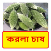 করলা চাষের সঠিক পদ্ধতি
