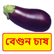 বেগুন চাষ ~Brinjal Cultivation