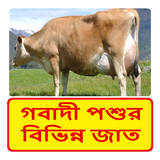 গবাদী পশুর বিভিন্ন জাত পরিচিতি icon