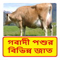 গবাদী পশুর বিভিন্ন জাত পরিচিতি