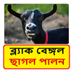 ছাগল পালন (ব্ল্যাক বেঙ্গল)