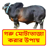 গরু মোটাতাজাকরনের উপায় icon
