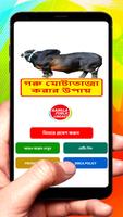 গরু মোটাতাজাকরনের উপায় постер