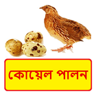 কোয়েল পালন ~ Quail Farming icône