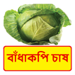 বাঁধাকপি চাষের সঠিক পদ্ধতি