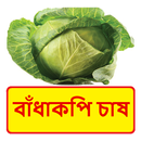 বাঁধাকপি চাষের সঠিক পদ্ধতি APK