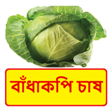 বাঁধাকপি চাষের সঠিক পদ্ধতি icon