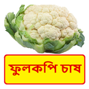 ফুলকপি চাষের সঠিক পদ্ধতি APK