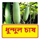 ধুন্দুল চাষের পদ্ধতি APK