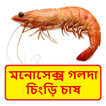 মনোসেক্স গলদা চিংড়ি চাষ