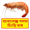 মনোসেক্স গলদা চিংড়ি চাষ APK