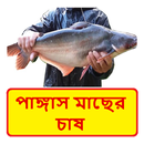 পাঙ্গাস মাছের চাষের পদ্ধতি APK