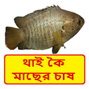 থাই কৈ মাছের চাষের পদ্ধতি APK