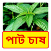 পাট চাষ ~  Jute Cultivation