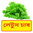 লেটুস চাষ ~Lettuce Cultivation APK