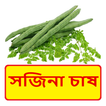 সজিনা চাষের পদ্ধতি