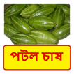 পটল চাষের সঠিক পদ্ধতি