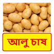 আলু চাষ ~ Potato Cultivation