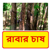 রাবার চাষ ~ Rubber plantation
