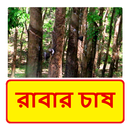 রাবার চাষ ~ Rubber plantation APK