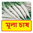 মূলা চাষ ~ Radish Cultivation