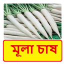 মূলা চাষ ~ Radish Cultivation APK