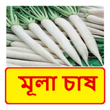 মূলা চাষ ~ Radish Cultivation icon