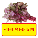লাল শাক চাষের পদ্ধতি APK