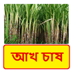 আখ চাষ ~ Sugarcane Cultivation