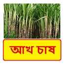 আখ চাষ ~ Sugarcane Cultivation APK
