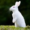Rabbit farming ,complete guide APK