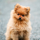 100000+ Dog Wallpapers 4K APK