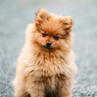 100000+ Dog Wallpapers 4K 图标